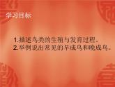 苏教版八年级下册生物 21.5鸟类的生殖与发育 课件