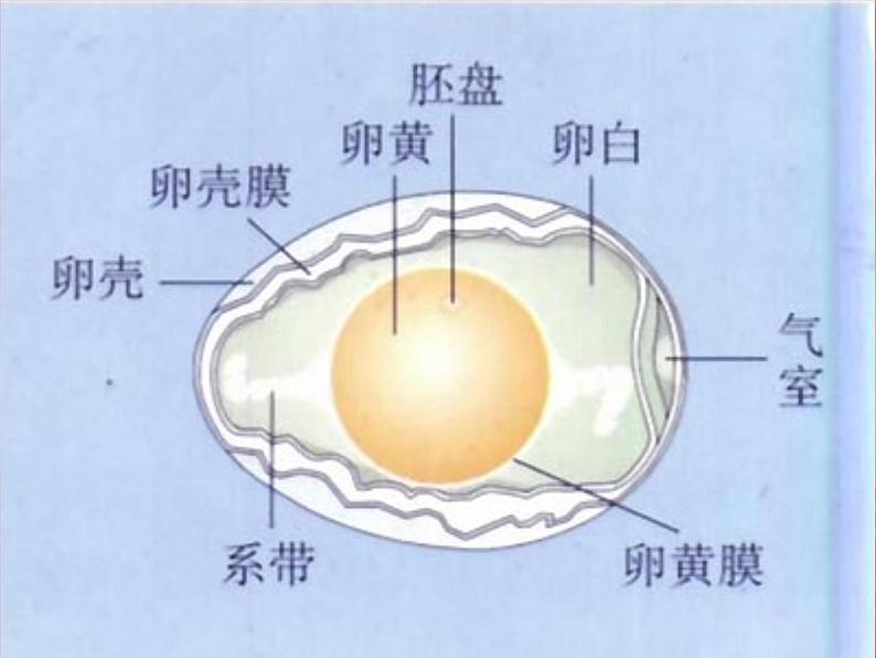 苏教版八年级下册生物 21.5鸟类的生殖与发育 课件第8页