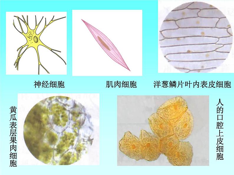 苏科版七年级下册生物 8.1生物体的基本结构 课件第6页