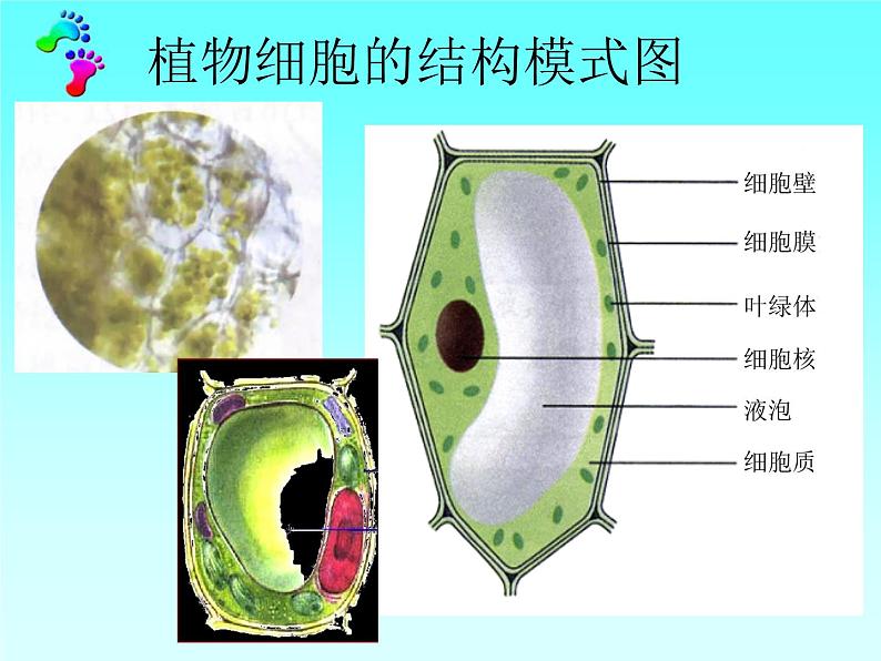 苏科版七年级下册生物 8.1生物体的基本结构 课件第7页