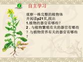 苏科版七年级下册生物 9.1植物体的组成 课件