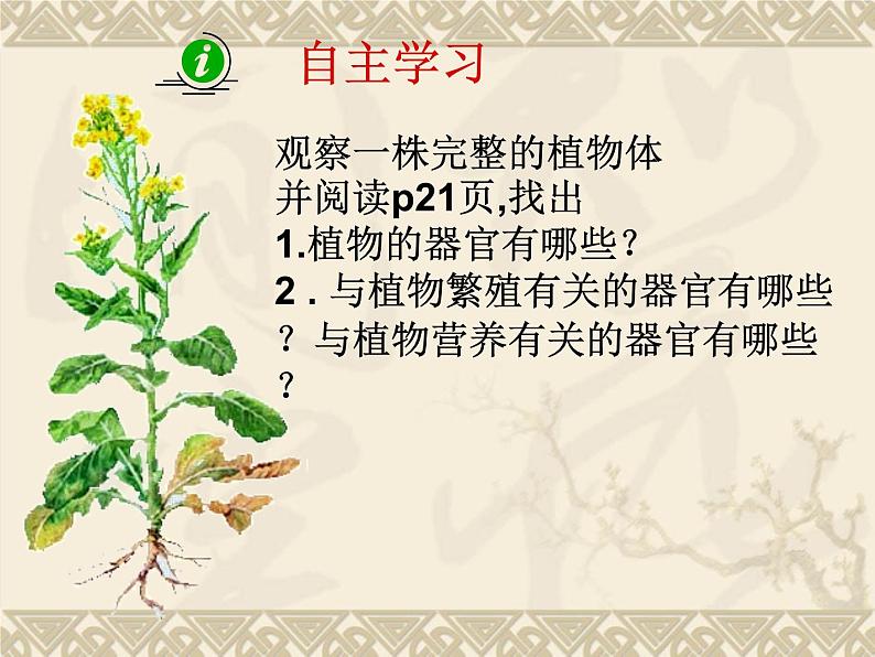 苏科版七年级下册生物 9.1植物体的组成 课件第3页