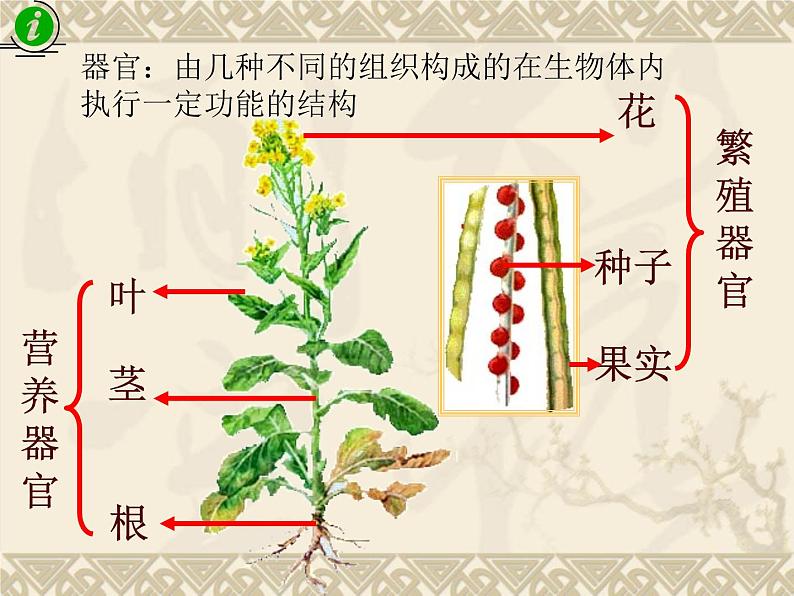 苏科版七年级下册生物 9.1植物体的组成 课件第4页