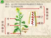 苏科版七年级下册生物 9.1植物体的组成 课件