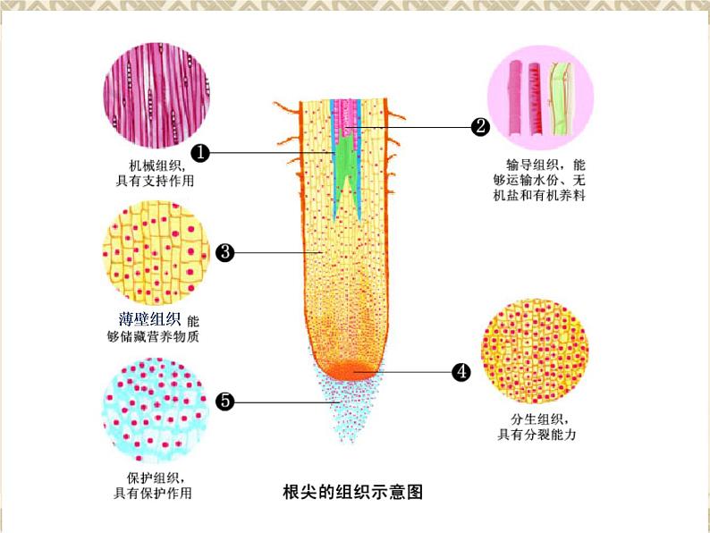 苏科版七年级下册生物 9.1植物体的组成 课件第8页