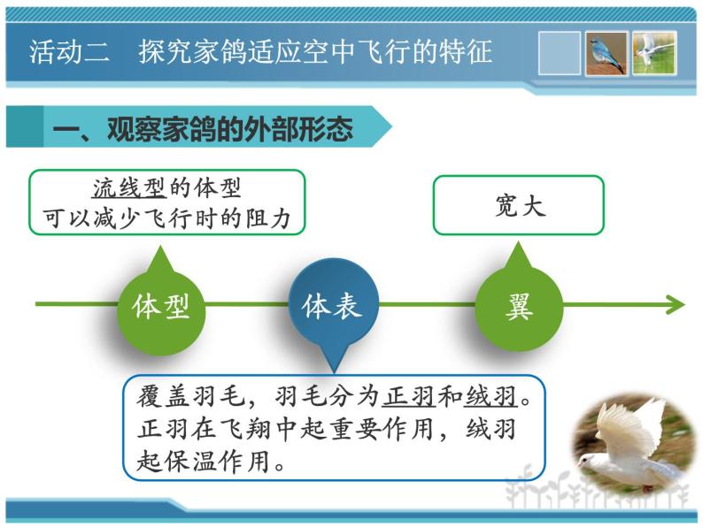 苏科版七年级下册生物 12.1鸟类 课件07