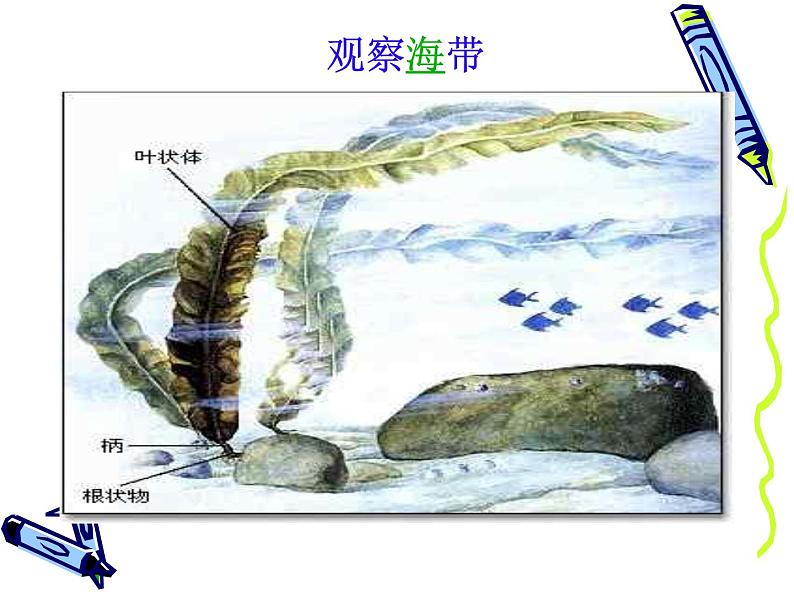 苏科版七年级下册生物 10.2水中的藻类植物 课件05