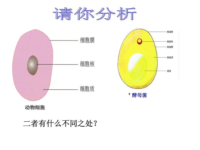 苏科版七年级下册生物 9.3单细胞的生物体 课件第5页