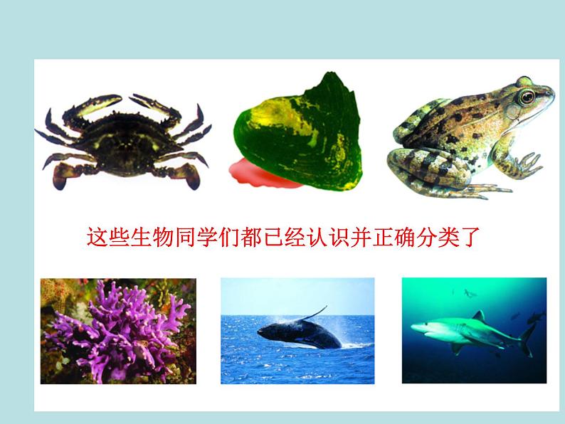 苏科版七年级下册生物 14.2生物检索表 课件第2页