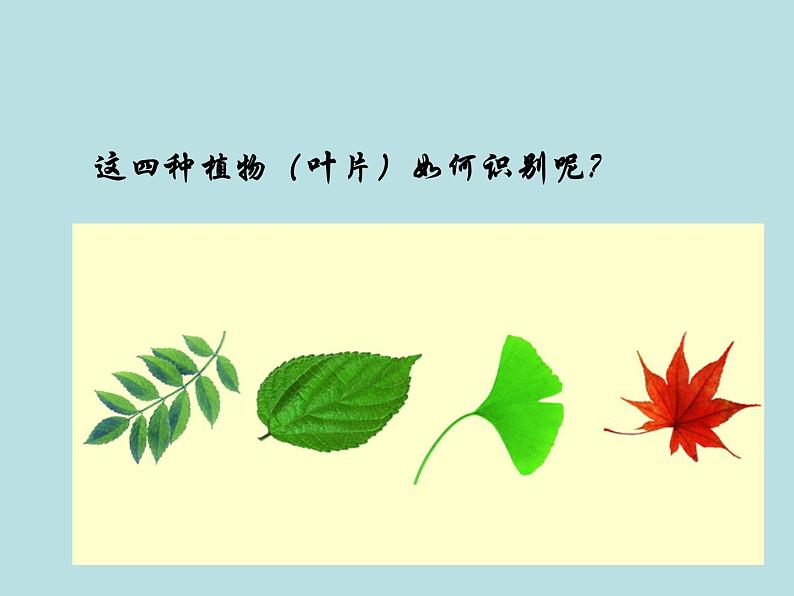 苏科版七年级下册生物 14.2生物检索表 课件第3页