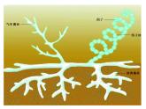 苏科版七年级下册生物 13.2土壤里的微生物 课件