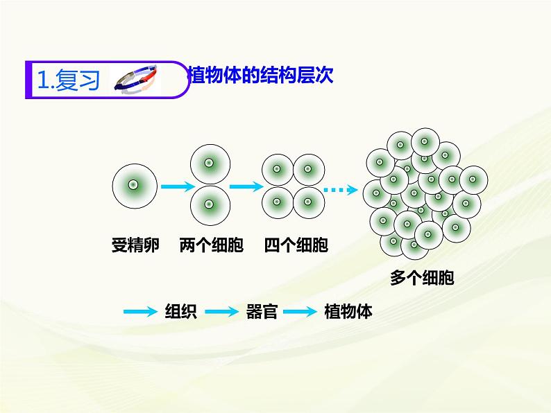 苏科版七年级下册生物 9.2人体的组成 课件第2页