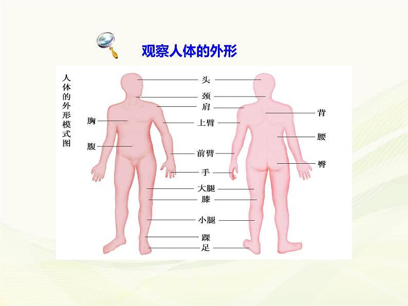 苏科版七年级下册生物 9.2人体的组成 课件第5页