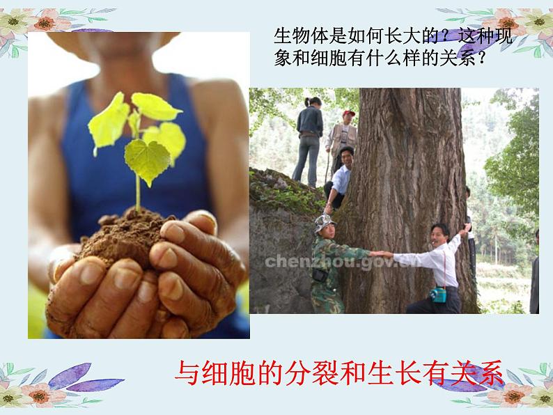 苏科版七年级下册生物 8.2细胞的分裂和分化 课件04