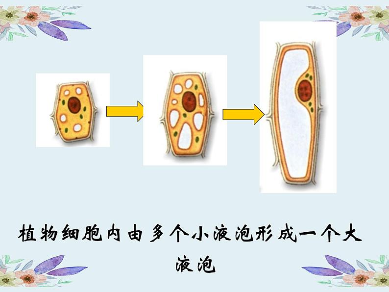 苏科版七年级下册生物 8.2细胞的分裂和分化 课件07