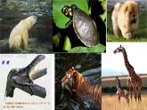 苏科版七年级下册生物 11.2地面上的动物 课件