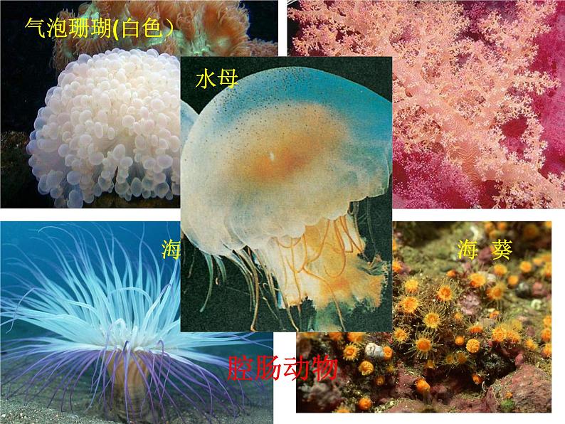 苏科版七年级下册生物 10.1水中的动物 课件第4页