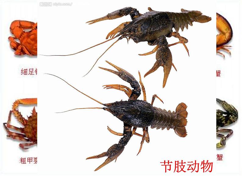 苏科版七年级下册生物 10.1水中的动物 课件第5页