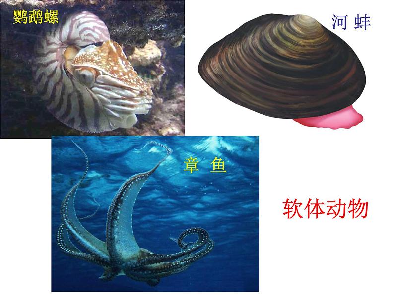苏科版七年级下册生物 10.1水中的动物 课件第6页