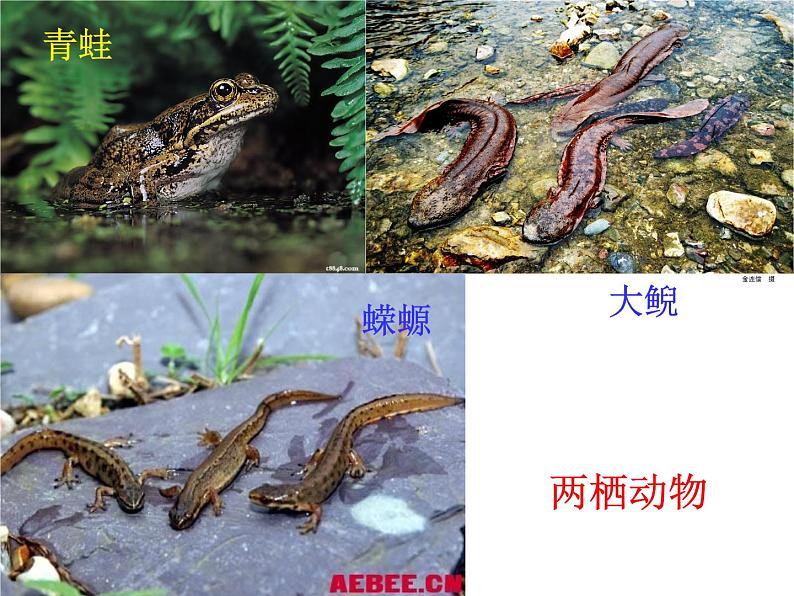 苏科版七年级下册生物 10.1水中的动物 课件第7页
