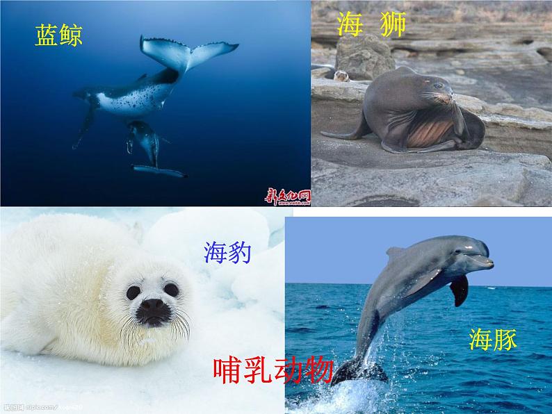 苏科版七年级下册生物 10.1水中的动物 课件第8页