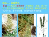 苏科版七年级下册生物 11.1地面上的植物 课件