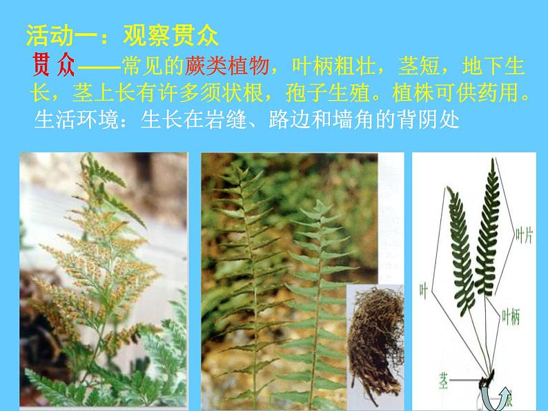 苏科版七年级下册生物 11.1地面上的植物 课件04