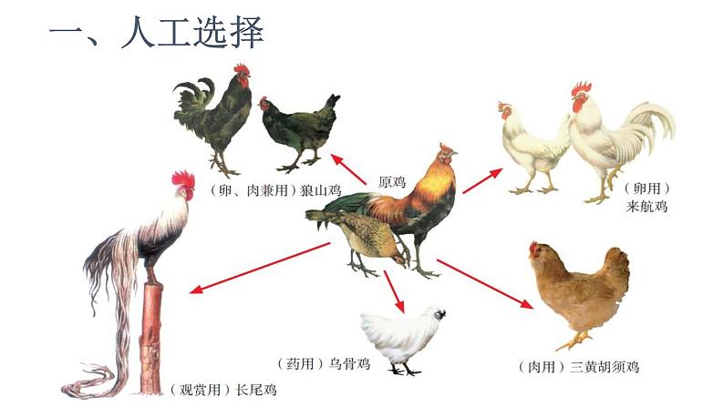 苏科版八年级下册生物 23.3生物进化的原因 课件第3页