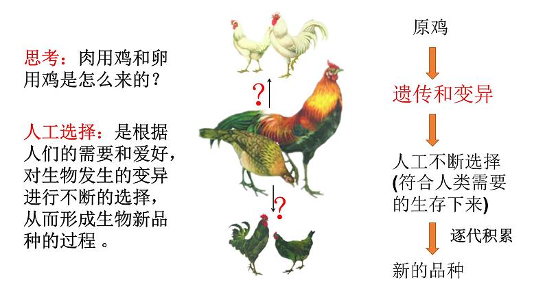 苏科版八年级下册生物 23.3生物进化的原因 课件第6页