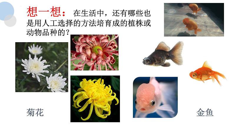 苏科版八年级下册生物 23.3生物进化的原因 课件第7页