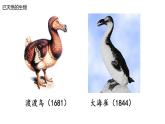 苏科版八年级下册生物 26.2保护生物多样性 课件