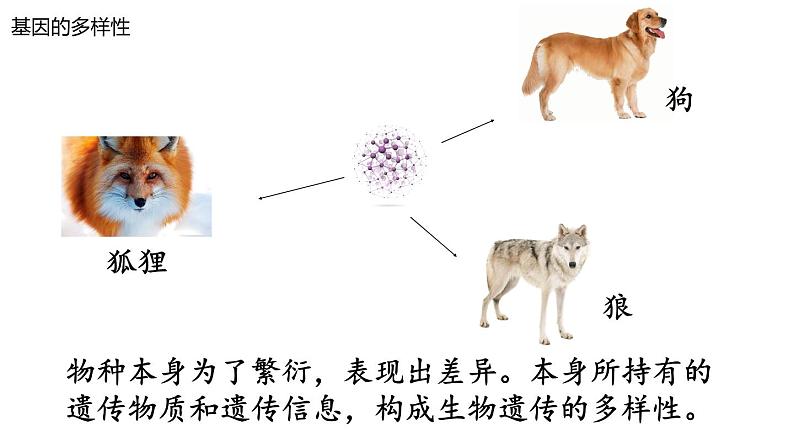 苏科版八年级下册生物 26.2保护生物多样性 课件07