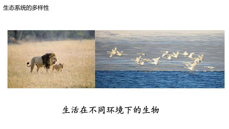 苏科版八年级下册生物 26.2保护生物多样性 课件08