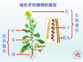 苏教版八年级生物上册 14.1 藻类、苔藓和蕨类植物 课件
