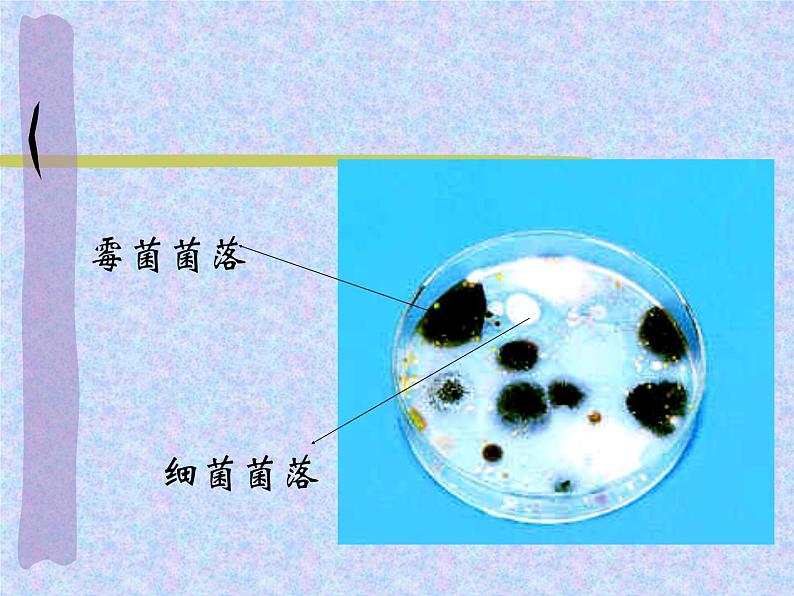 5.4.1细菌和真菌的分布课件PPT06