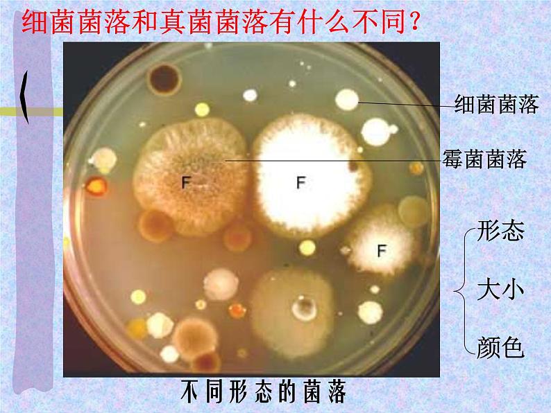 5.4.1细菌和真菌的分布课件PPT08