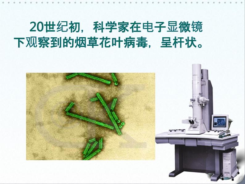 5.5 病毒课件PPT第4页