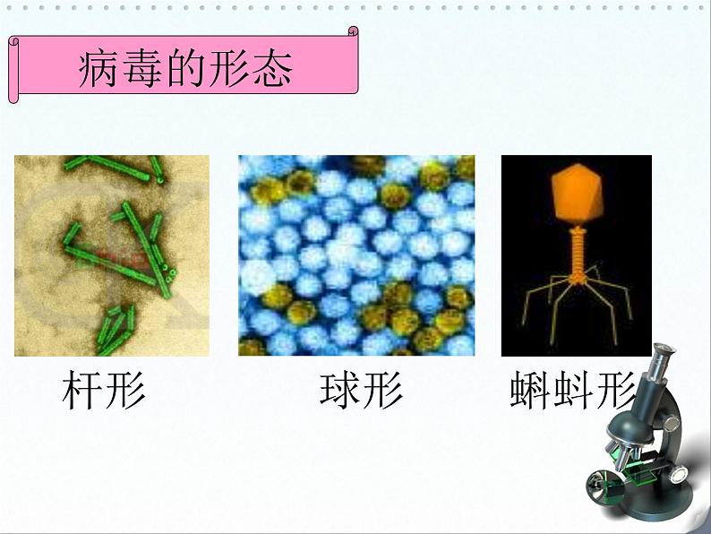 5.5 病毒课件PPT第6页