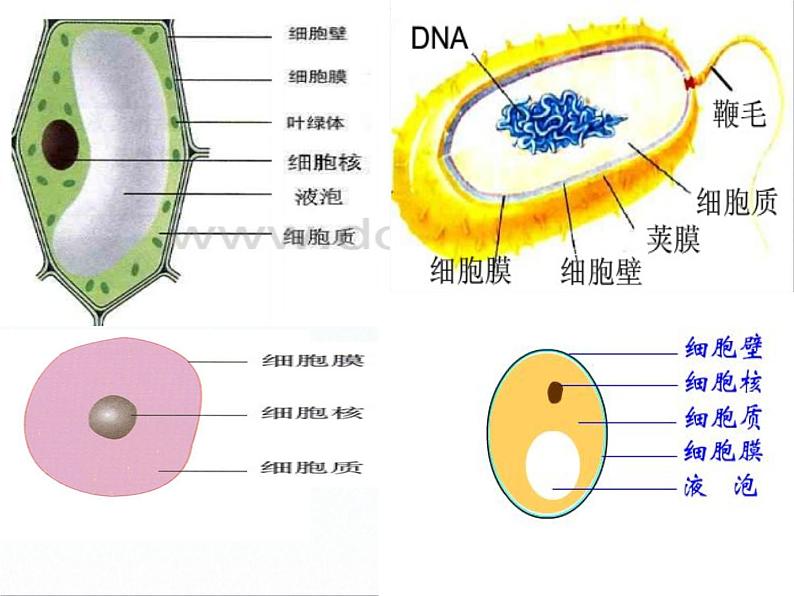 5.5 病毒课件PPT第8页