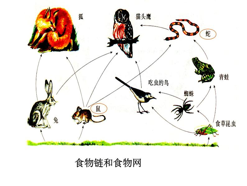 5.3动物在自然界中的作用课件PPT第8页