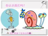 5.1.3软体动物和节肢动物课件PPT