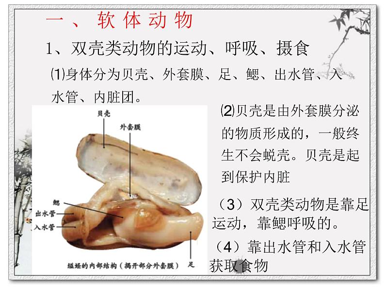 5.1.3软体动物和节肢动物课件PPT第5页