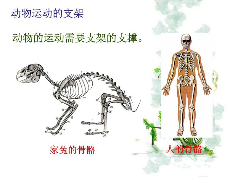 5.2.1动物的运动课件PPT第6页