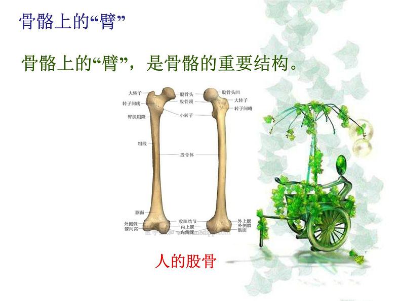 5.2.1动物的运动课件PPT第7页