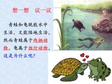 生物八年级上册第五节 两栖动物和爬行动物教课内容ppt课件_ppt01