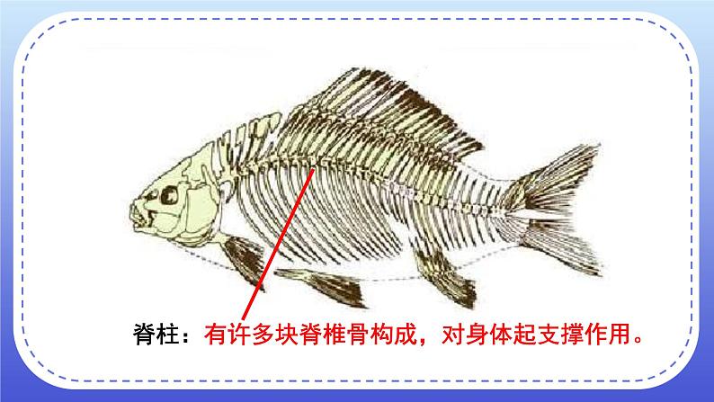 1.4《鱼类》教案+课件04
