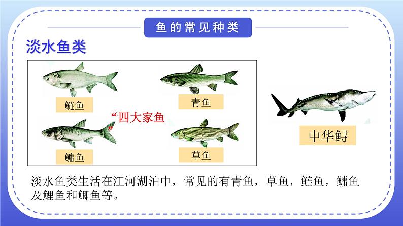 1.4《鱼类》教案+课件06