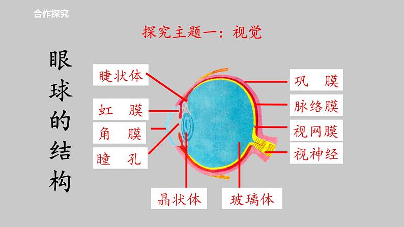 3-5-4人体对周围世界的感知课件济南版生物七年级下册第4页