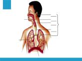 4-3-1呼吸道对空气的处理课件人教版生物七年级下册 (1)