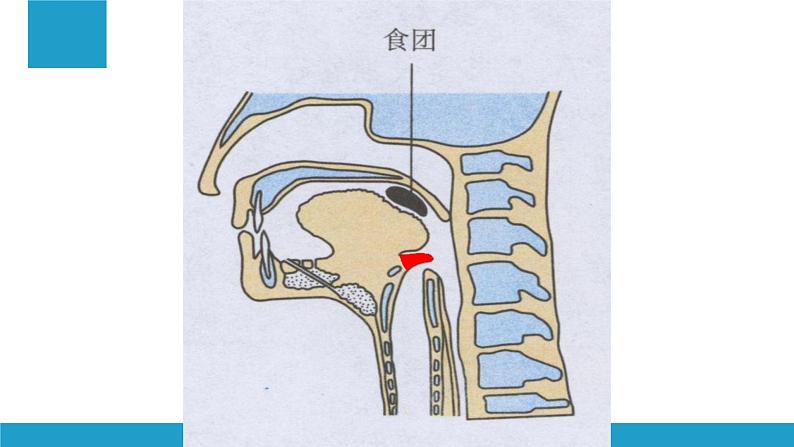 4-3-1呼吸道对空气的处理课件人教版生物七年级下册 (1)第8页